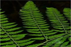 Microlepia speluncae